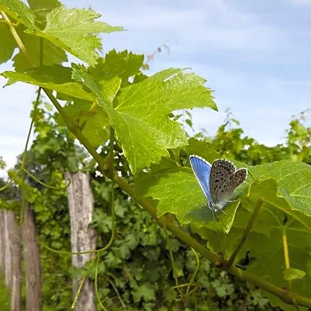 ベッド・アンド・ブレックファスト Agrituristico Corte San Biagio