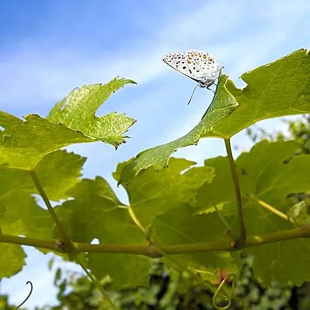 Agrituristico Corte San Biagio ベッド・アンド・ブレックファスト 4*