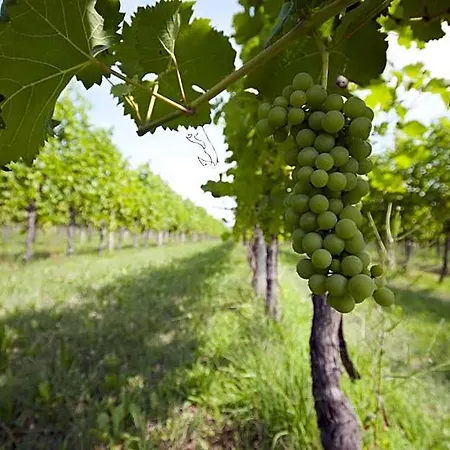 ベッド・アンド・ブレックファスト Agrituristico Corte San Biagio 4*