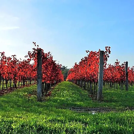 ベッド・アンド・ブレックファスト Agrituristico Corte San Biagio 4*