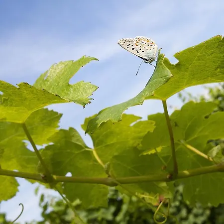 Agrituristico Corte San Biagio