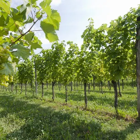 Bed and breakfast Agrituristico Corte San Biagio