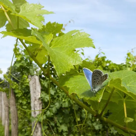Frühstückspension Agrituristico Corte San Biagio Corno di Rosazzo