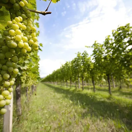 Agrituristico Corte San Biagio 4* Corno di Rosazzo