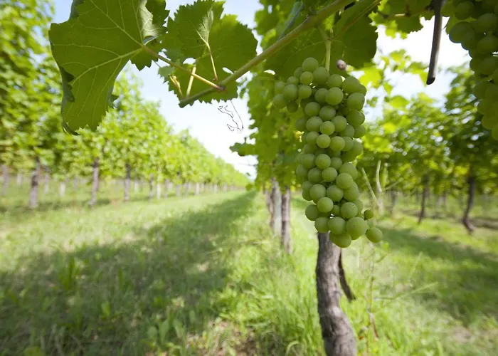 Agrituristico Corte San Biagio 4* Corno di Rosazzo