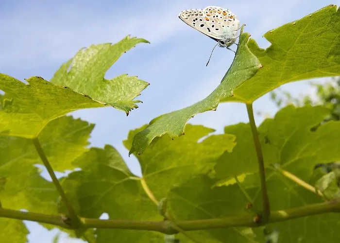Agrituristico Corte San Biagio