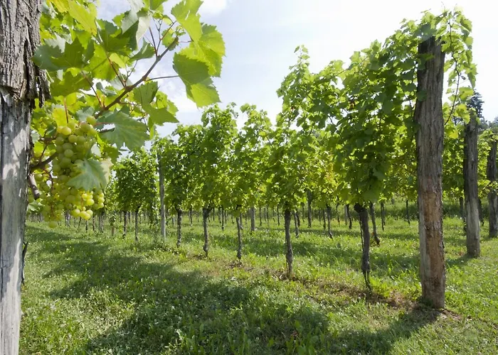 Bed & Breakfast Agrituristico Corte San Biagio