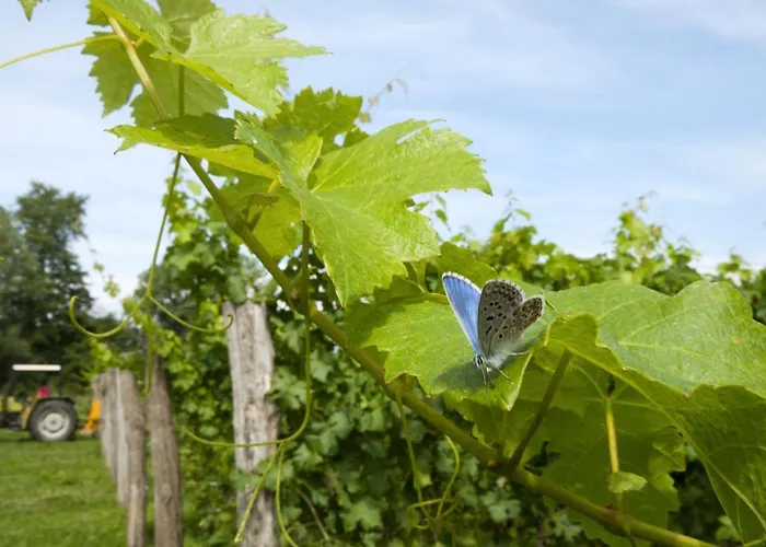 Bed & Breakfast Agrituristico Corte San Biagio Corno di Rosazzo